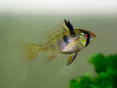 ramirezi_3.jpg ramirezi_3.jpg