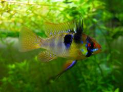 ramirezi_4.jpg ramirezi_4.jpg