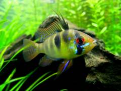 ramirezi_5.jpg ramirezi_5.jpg