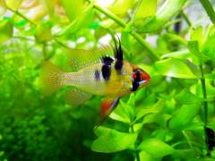 ramirezi_6.jpg ramirezi_6.jpg