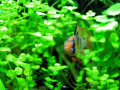 ramirezi_7.jpg ramirezi_7.jpg