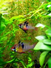 ramirezi_8.jpg ramirezi_8.jpg