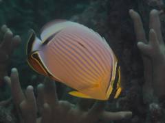 ミスジチョウ.jpg ミスジチョウ.jpg