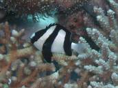 ミスジリュウ.jpg ミスジリュウ.jpg