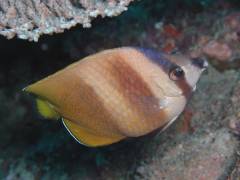 ミゾレチョウ.jpg ミゾレチョウ.jpg