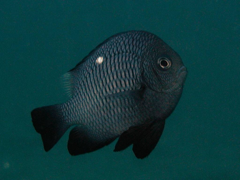 ミツボシクロスズメダイ アクアリウムwiki ミツボシクロスズメダイ アクアリウムwiki