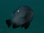 ミツボシクロ.jpg ミツボシクロ.jpg