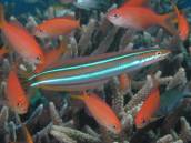 ミナミギンポ.jpg ミナミギンポ.jpg