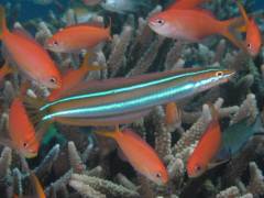 ミナミギンポ.jpg ミナミギンポ.jpg