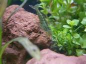 ミナミヌマエビ ミナミヌマエビ