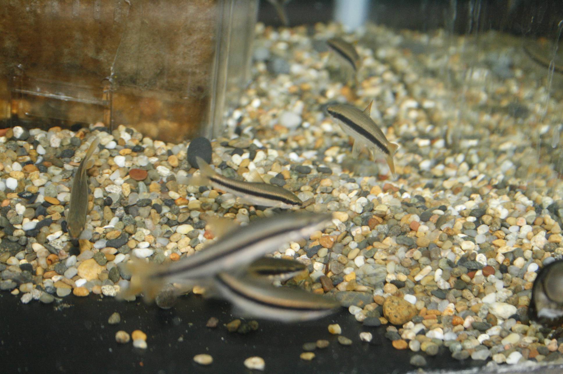 ムギツク ムギツク