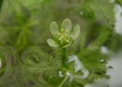 8.13 flower.jpg 8.13 flower.jpg