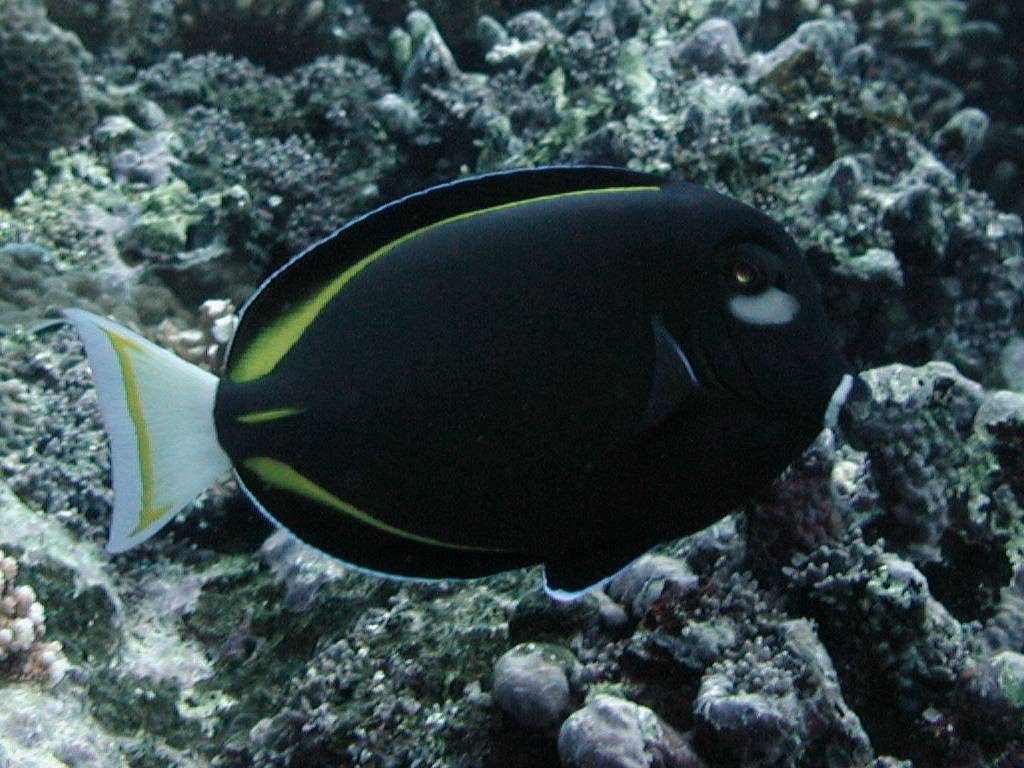 メガネクロハギ メガネクロハギ