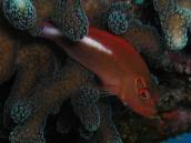 メガネゴンベ.jpg メガネゴンベ.jpg