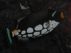 モンガラカワハギ.jpg モンガラカワハギ.jpg