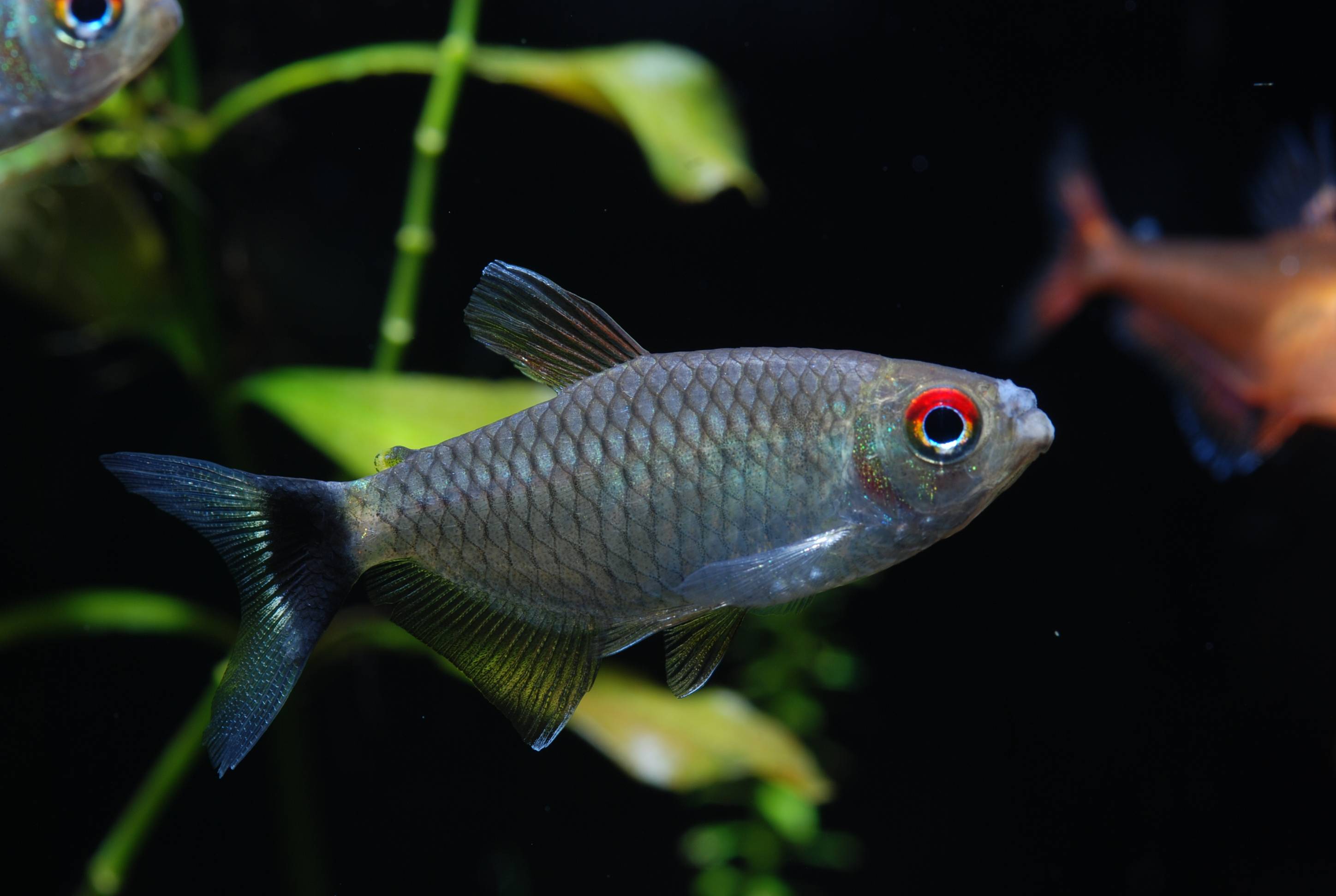 モンクホーシャ  モンクホーシャ