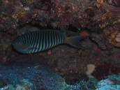 ヤイトヤッコ.jpg ヤイトヤッコ.jpg