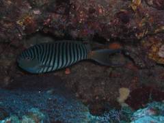 ヤイトヤッコ.jpg ヤイトヤッコ.jpg