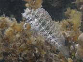 ヤエヤマギンポ.jpg ヤエヤマギンポ.jpg