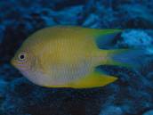 ヤマブキスズメ.jpg ヤマブキスズメ.jpg