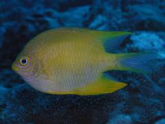 ヤマブキスズメ.jpg ヤマブキスズメ.jpg