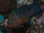 ユカタハタ.jpg ユカタハタ.jpg