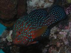 ユカタハタ.jpg ユカタハタ.jpg