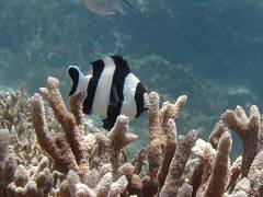 ヨスジリュウ.jpg ヨスジリュウ.jpg