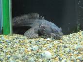 ライオンフィッシュ ライオンフィッシュ