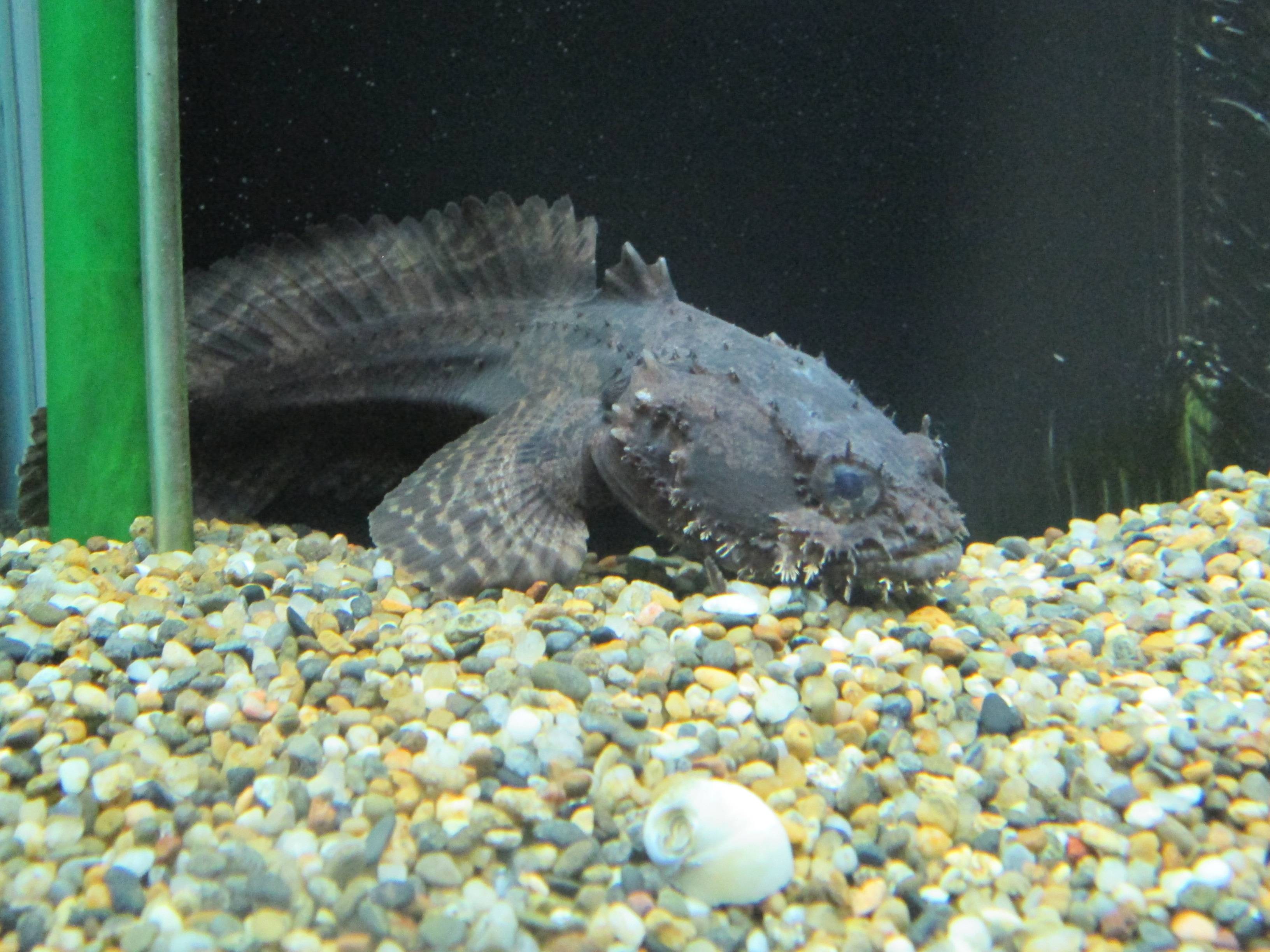 ライオンフィッシュ ライオンフィッシュ