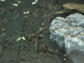 リネロリカリア・ランケオラータ リネロリカリア・ランケオラータ