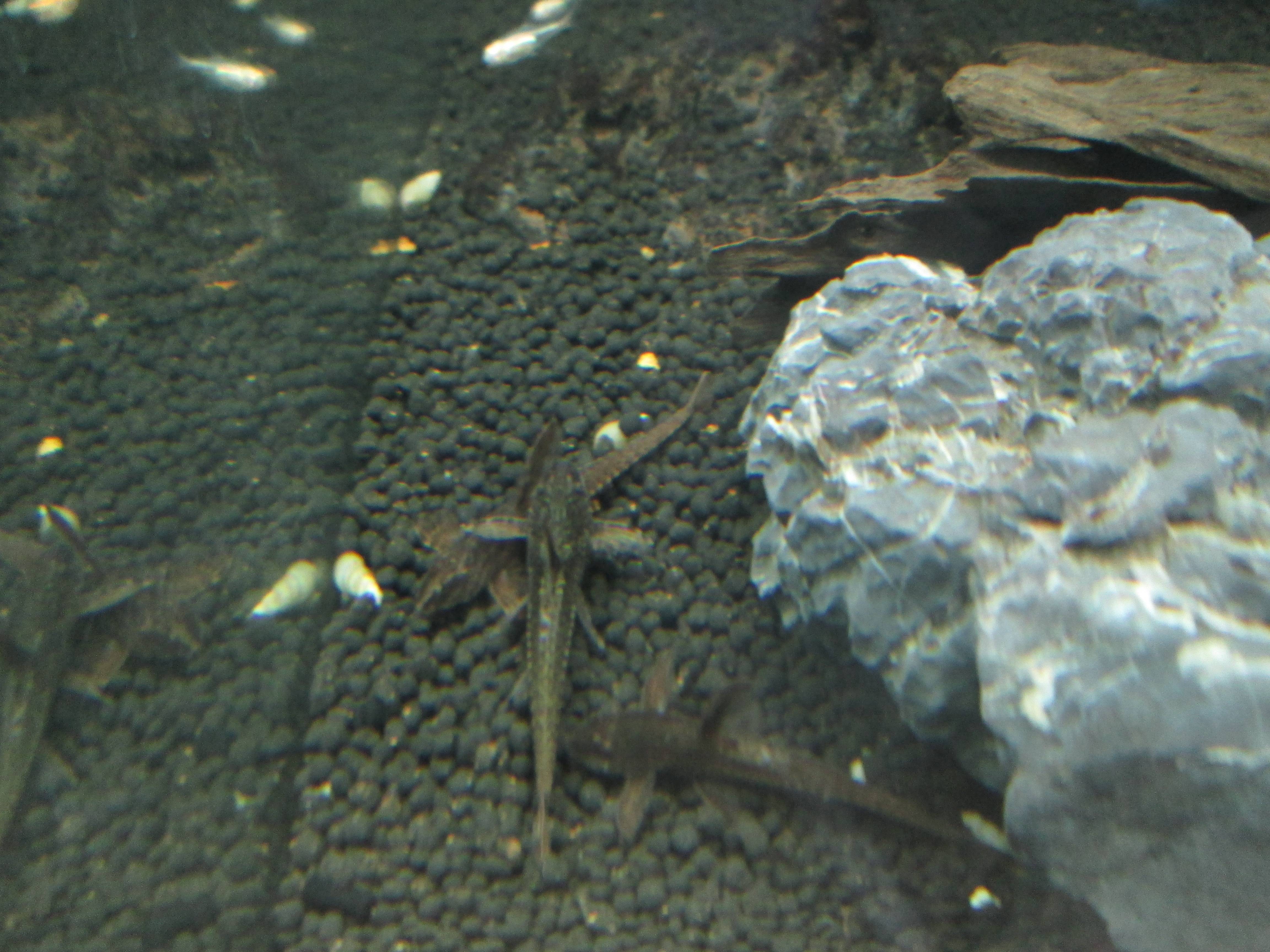 リネロリカリア・ランケオラータ リネロリカリア・ランケオラータ