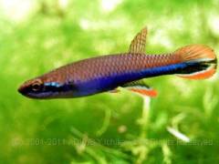 Rivulus-xiphidius-C4.jpg Rivulus-xiphidius-C4.jpg