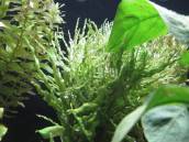 ルドウィジア・インクリナータ ルドウィジア・インクリナータ