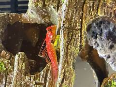 44FC4ED2-5891-4D07-B2E4-8EC0EE8184FC.jpeg 44FC4ED2-5891-4D07-B2E4-8EC0EE8184FC.jpeg