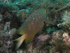 ルリホシスズメ.jpg ルリホシスズメ.jpg