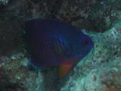 ルリヤッコ.jpg ルリヤッコ.jpg