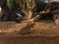 ABC14A50-6CBF-4ABE-892D-C611C890A046.jpeg ABC14A50-6CBF-4ABE-892D-C611C890A046.jpeg