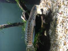 00AEE98C-4C7C-493B-B030-839D56FA4C13.jpeg 00AEE98C-4C7C-493B-B030-839D56FA4C13.jpeg