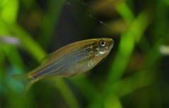 Danio kerri.jpg Danio kerri.jpg