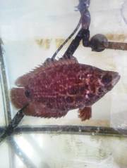 IMG_20160910_135350.jpg IMG_20160910_135350.jpg