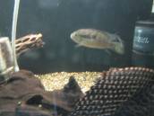 レタカラ・タイエリ レタカラ・タイエリ