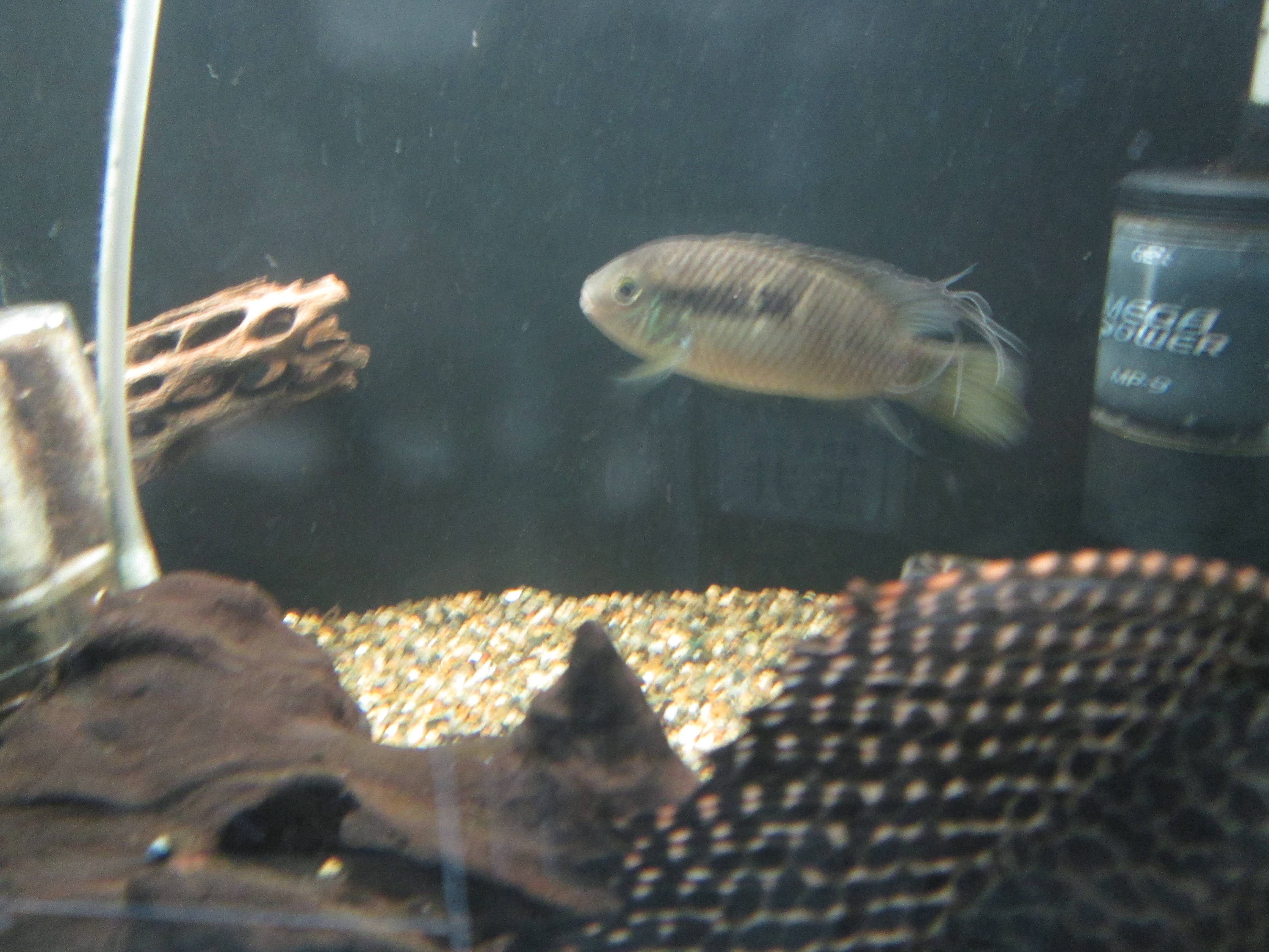 レタカラ・タイエリ レタカラ・タイエリ