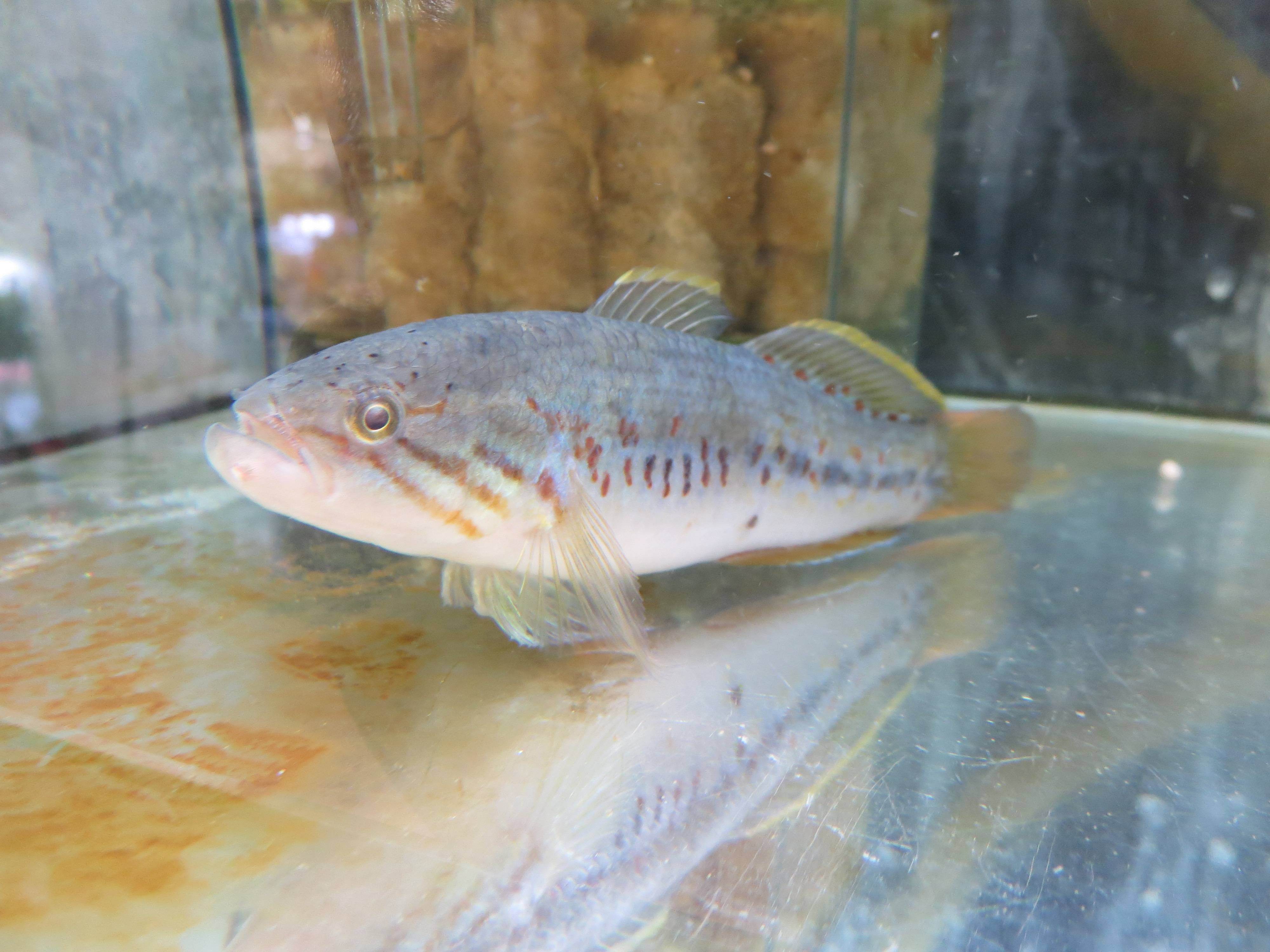 レッドスポット・イエローフィン・ガジョン レッドスポット・イエローフィン・ガジョン