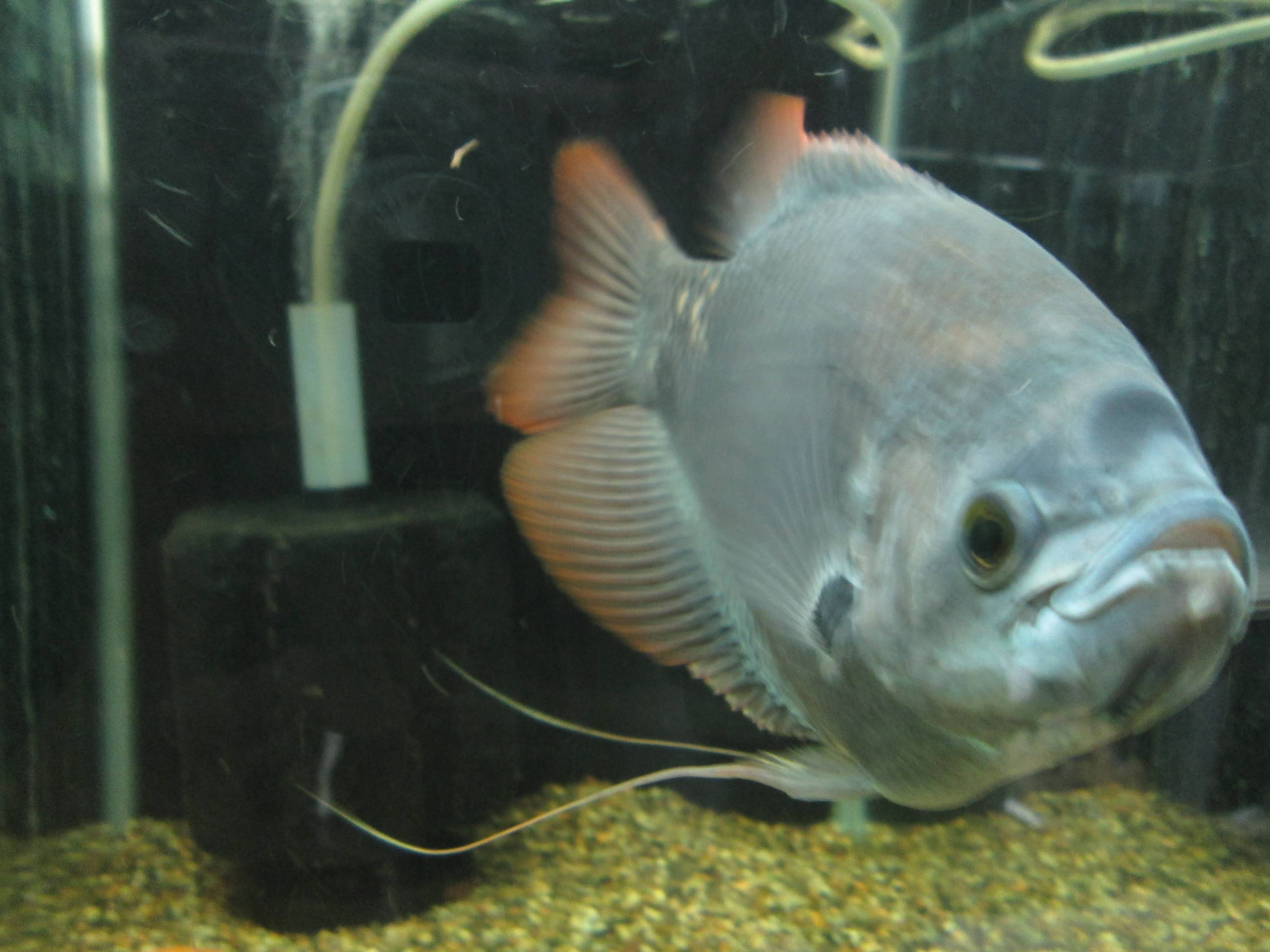 レッドテール・オスフロネームス・グラミー レッドテール・オスフロネームス・グラミー