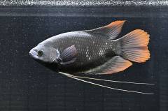 _DSC1963_02.jpg _DSC1963_02.jpg