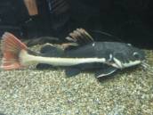 レッドテール・キャットフィッシュ レッドテール・キャットフィッシュ