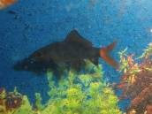 レッドテール・ブラックシャーク レッドテール・ブラックシャーク