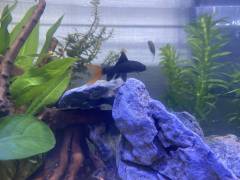 3D3C6541-FC18-4C18-9AF2-310CAB4524A7.jpeg 3D3C6541-FC18-4C18-9AF2-310CAB4524A7.jpeg