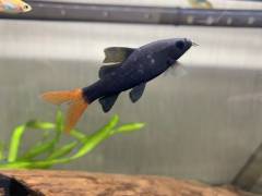 6DB320D2-C366-4118-ADA7-2261F015AC6A.jpeg 6DB320D2-C366-4118-ADA7-2261F015AC6A.jpeg